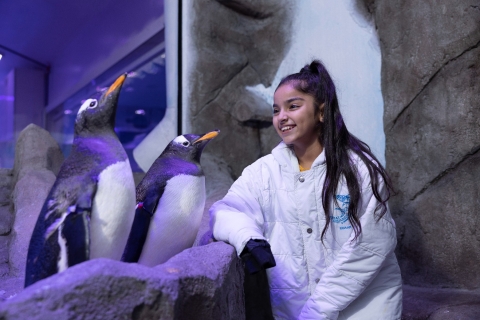 Dubai Aquarium, Underwater Zoo y Penguin Cove ExperienceAcuario de Dubái, zoológico submarino y Penguin Cove Experience