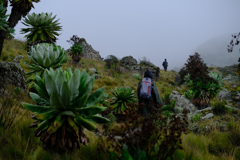Aberdare National Park: Mount Satima Overnight Hike