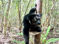 Découvrez Lemurs de Madagascar - Hizvo