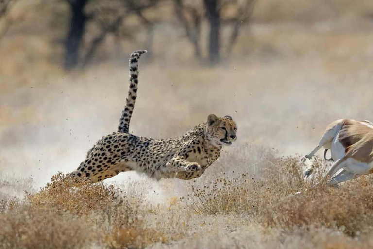 4-Days Group Safari Tour Tarangire, Serengeti & Ngorongoro 4-Days Group Safari Tarangire, Serengeti & Ngorongoro