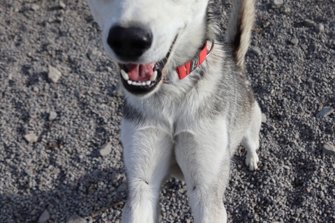 Abisko: Husky Hike in Abisko Valley with Alaskan Huskies