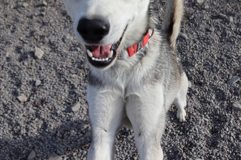 Abisko: Husky Hike in Abisko Valley with Alaskan Huskies