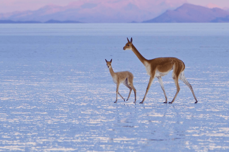 2 jours d'excursion privée dans les plaines salées au départ d'Uyuni en pluies