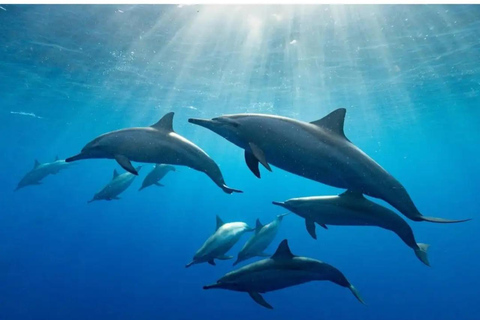 Zanzibar: Kizimkazi delfintur och havssköldpaddsreservatAlternativ med upphämtning på södra delen av Zanzibar