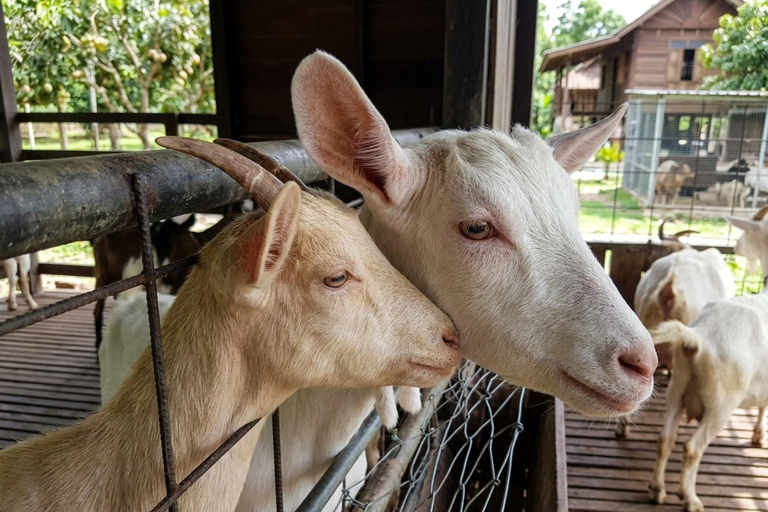 Kota Kinabalu Proboscis Monkey, Firefly & Eco Farm Day Tour