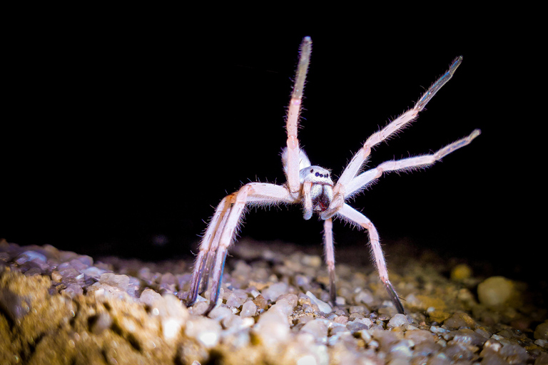 Namib Desert Night Walk