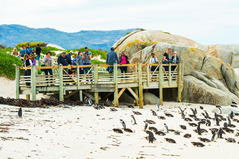 Kaapstad: Boulders Penguin Colony vooraf geboekt toegangsbewijsVooraf geboekte toegangsbewijs voor Boulders Penguin Colony