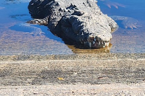 Från Miami: Everglades Tour m/ 90 minuters båttur