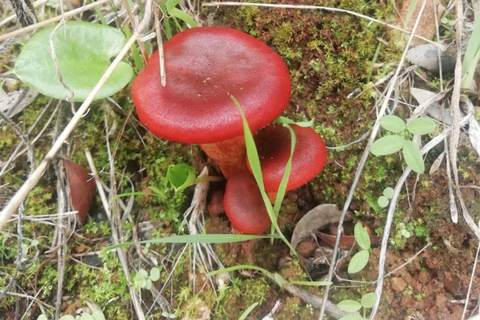 baño de bosque / bany de forêt
