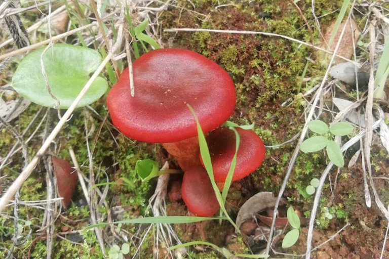 baño de bosque / bany de forêt