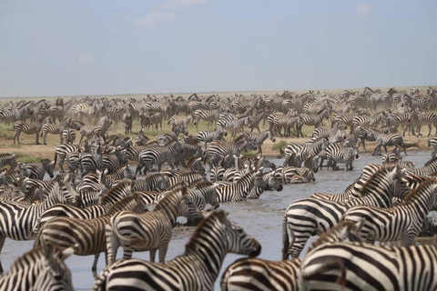 8 Days Migration Safari in Tanzania (Serengeti, Ngorongoro)