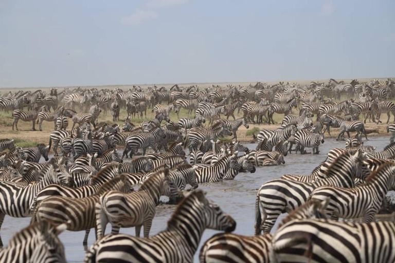 8 Days Migration Safari in Tanzania (Serengeti, Ngorongoro)