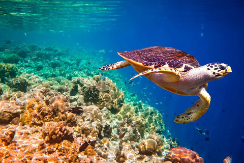 Phuket: Similan Islands Speedboat Tour with Lunch