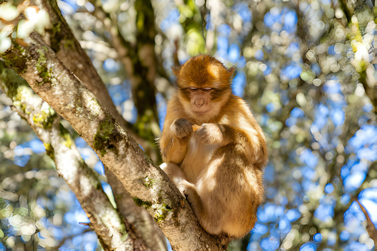 Marrakesh: Ouzoud Waterfalls Trip with Hike & Boat Option Full Day Trip To Ouzoud Waterfalls