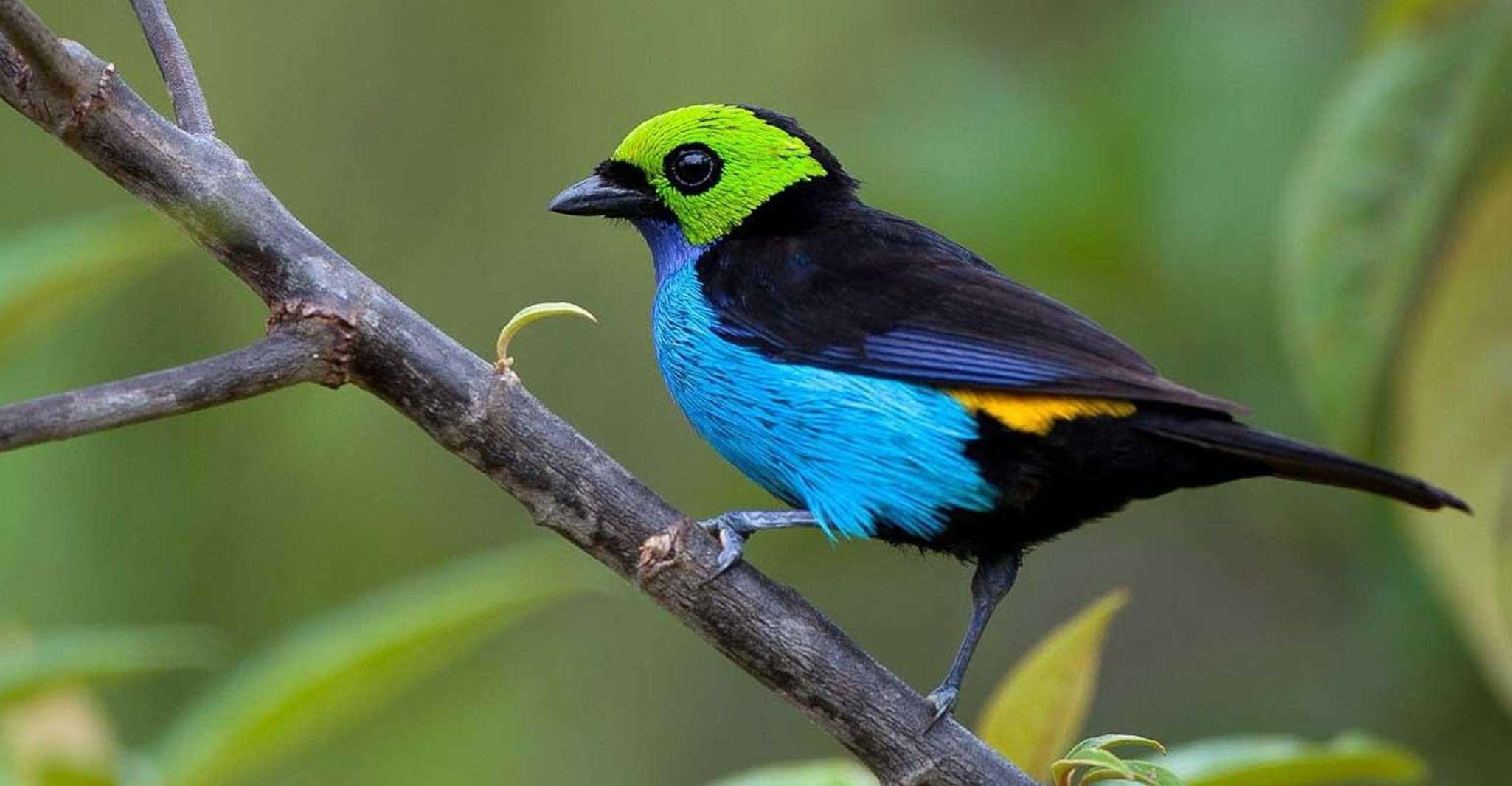 Manu Jungle Expeditions 3 Days - Housity
