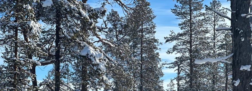 Ivalo : randonnée en raquettes avec guide et collations