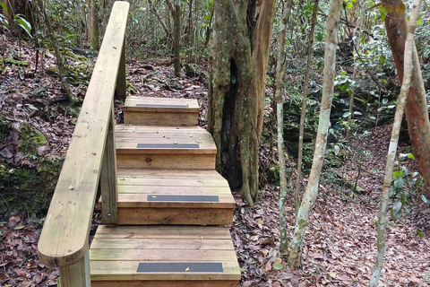 Guided Primeval Nature Walk Tour