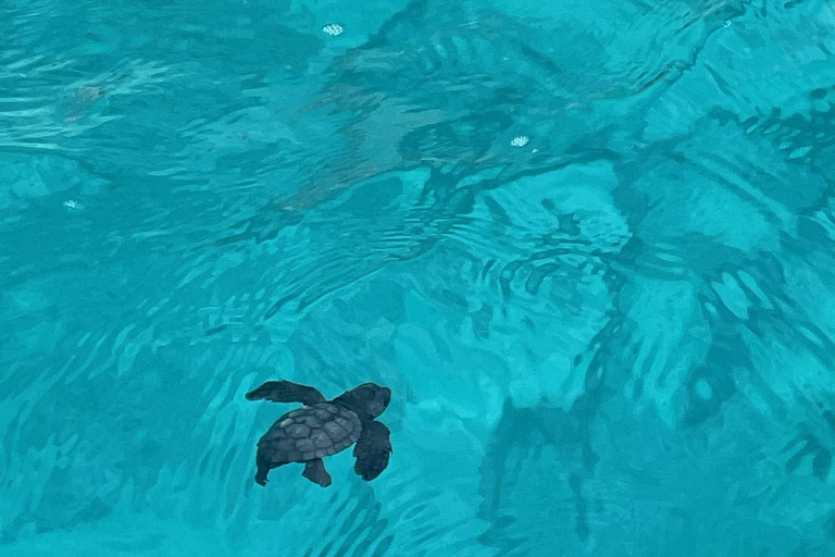 Zakynthos: Private Boat Cruise with Skipper or Self-Drive South with Captain:Turtles, Keri & Secret Caves