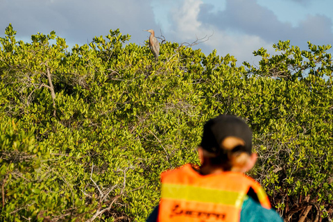Sea Kayak Tour - Mangrove Safari