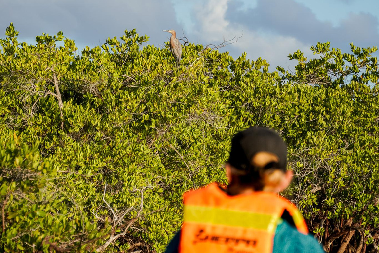 Sea Kayak Tour - Mangrove Safari