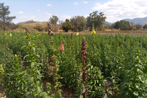 Ocotlán and San Antonino: Hands That See Workshop and Art with The Immortal Flower Ocotlán and San Antonino: Hands That See Workshop and Art with La Flor Inmortal