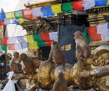 Walking Tour of Kathmandu (Half Day)