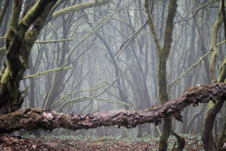 Tenerife: Hike Above Masca in Enchanted Forest with Pick-up
