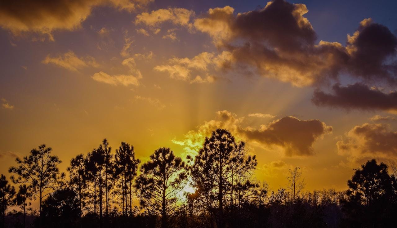 Miami: Gemeinsame Everglades-Tour mit Airboat-Fahrt