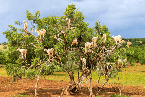 Agadir: Discover Argan Tree-Climbing Goats on a Morning Tour Pickup From Taghazout