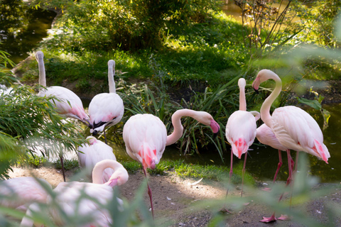 Salzburg Zoo Hellbrunn Skip-the-line Tickets & Private Car