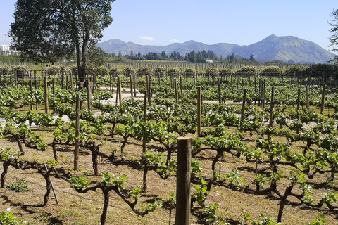 Tour de vinhos com 7 degustações + transporte particular + Lapis Lazuli