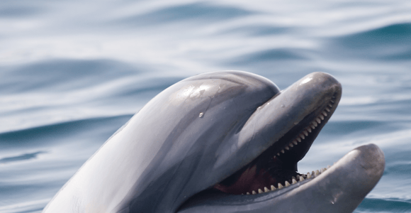 Bohol: Panglao Island Hopping & Dolphin Watching Tour