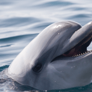 Bohol: Panglao Island Hopping & Dolphin Watching Tour Bohol: Panglao Island Hopping & Dolphin Watching Tour