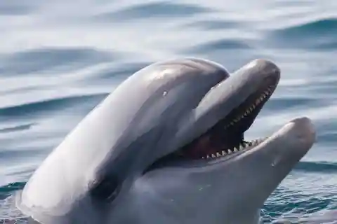 Bohol: Panglao Island Hopping & Dolphin Watching Tour