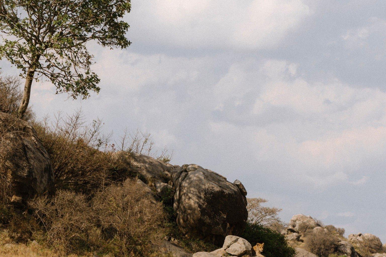 Arusha: Safari di 4 giorni al Lago Manyara, Serengeti e Ngorongoro