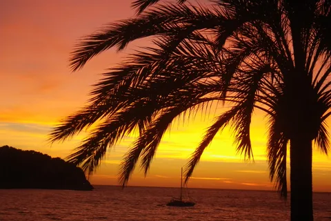 Martinique: Night snorkeling: Experience the magic of reefs and stars