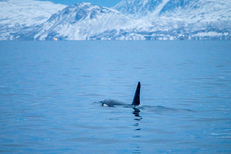 Tromsø: Responsible Whale Watching Cruise Aboard MS Alba