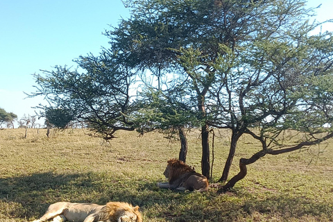 From Zanzibar: 2 days Tanzanian Game Safari (Mikumi park) 2days, 1 night Trip Safari to Mikumi (by flight)