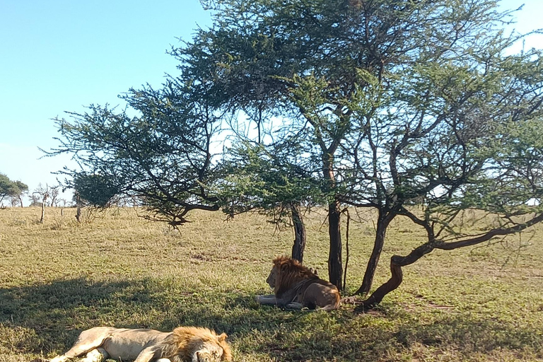 From Zanzibar: 2 days Tanzanian Game Safari (Mikumi park) Private 3days 2nights by boat (very chilling trip)