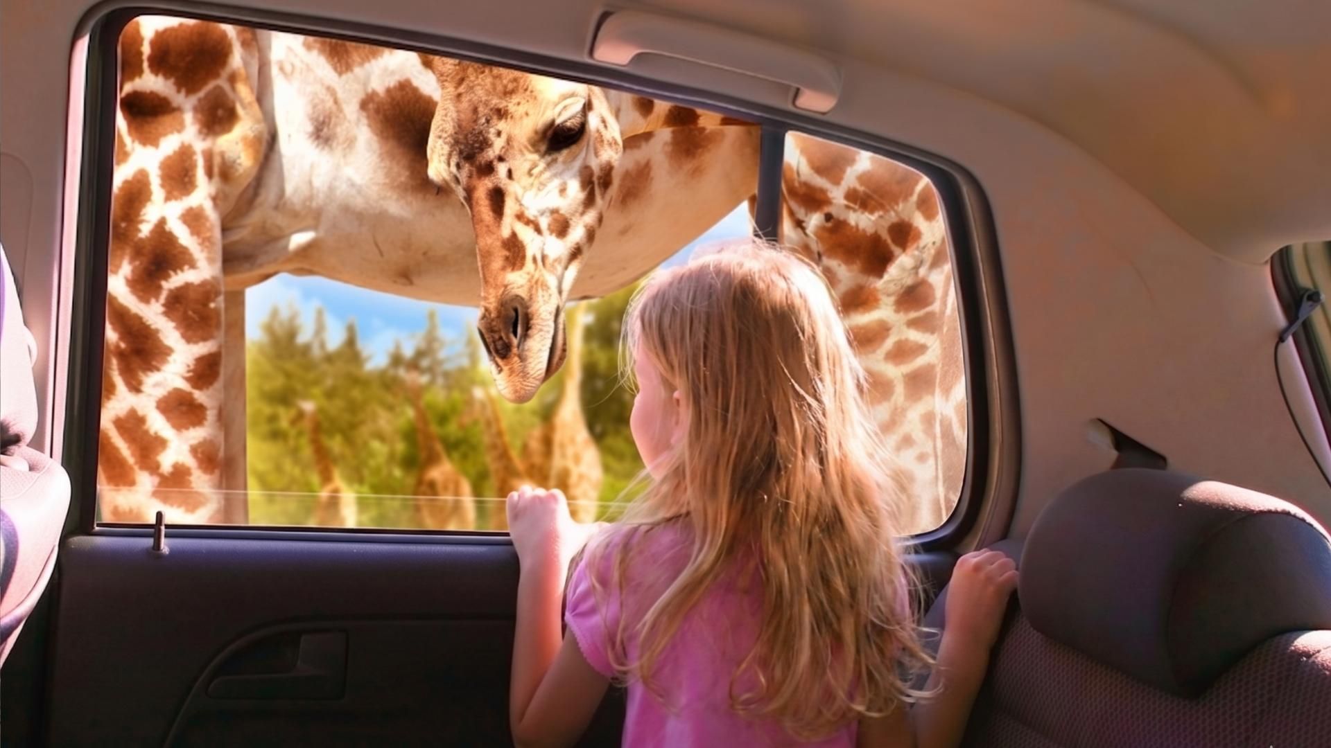 Ab Puebla: Africam-Safari – private Tour, alles inklusive
