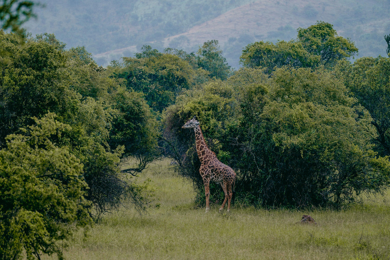 Kigali: Akagera National Park Safari with Boat Cruise