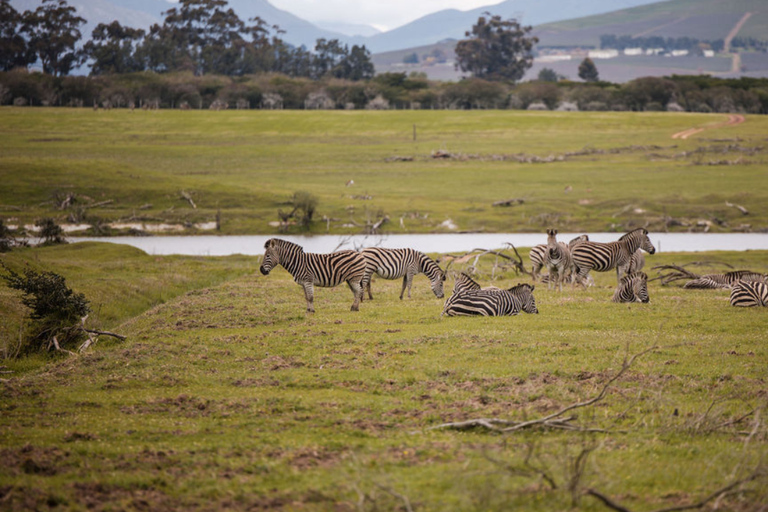 Cape Town: 2-Day Private Tour with Penguins, Safari & Wines