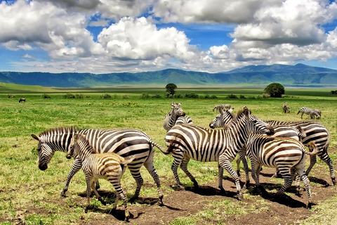 16 dias no Monte Kilimanjaro, Safari no Norte e Praia de Zanzibar