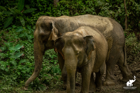 Phuket: Hidden Forest Elephant Reserve com refeição e trasladoExcursão matinal: Reserva de elefantes da floresta oculta de Phuket