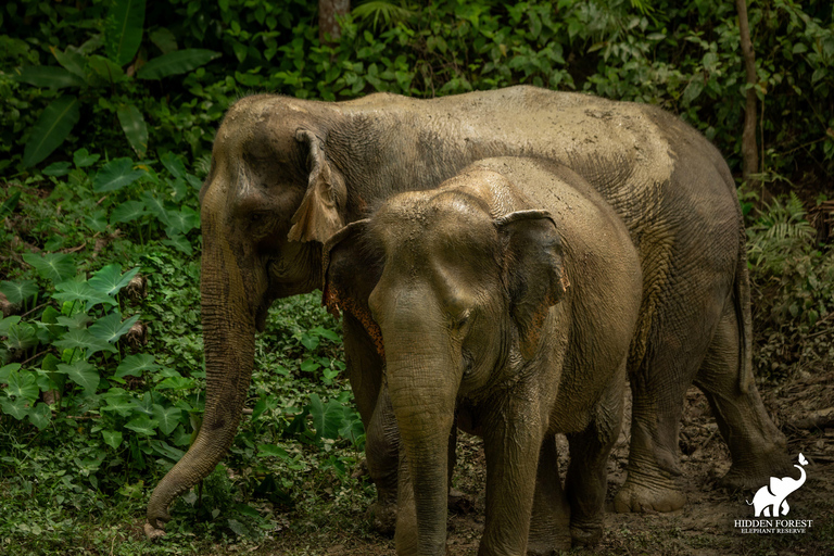 Phuket: Hidden Forest Elephant Reserve com refeição e trasladoExcursão matinal: Reserva de elefantes da floresta oculta de Phuket