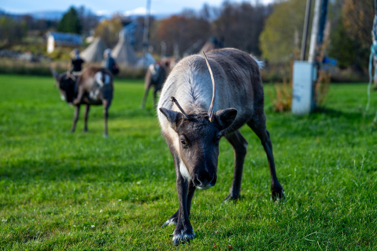 Tromsø: Fjord Adventure with Lunch and Photos Tromsø: Fjord Minibus Tour with Lunch and Free Photos