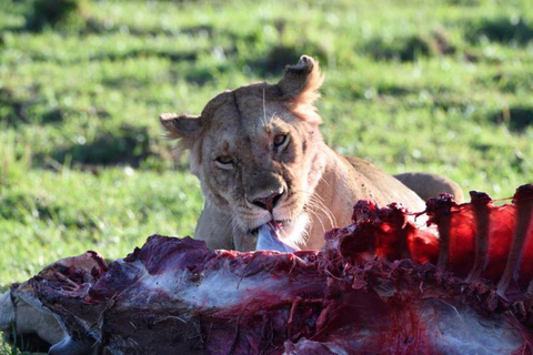 Demi-journée au parc national de Nairobi avec prise en charge gratuite