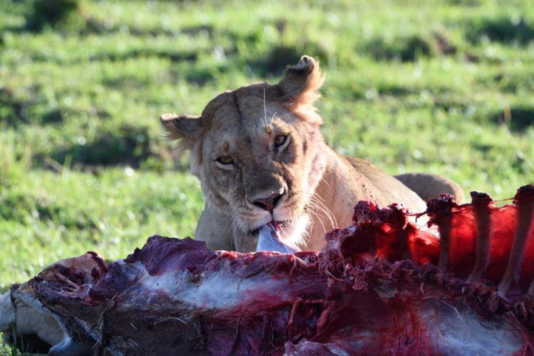 Demi-journée au parc national de Nairobi avec prise en charge gratuite