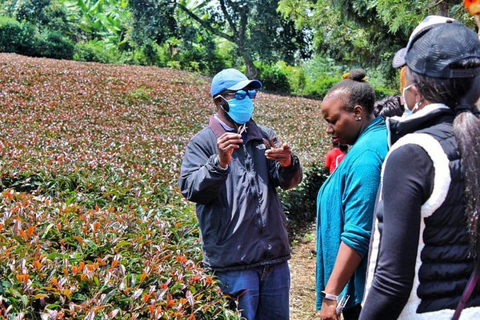 Nairobi: Purple Tea Farm Tour & Tasting Daytrip