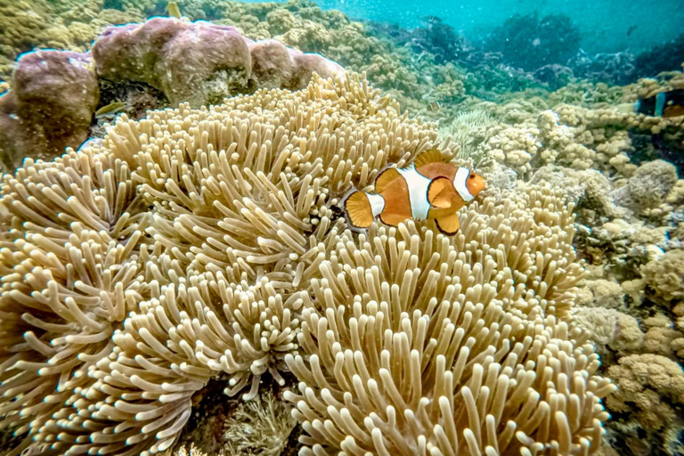 Lombok: Private Snorkeling,Gili Trawangan,Gili Meno,Gili Air Start From: Tetebatu/Lembar Port/Gili Mas Port